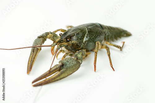 Crayfish on a white background