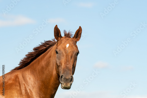 Pferd (Equus) © gebut