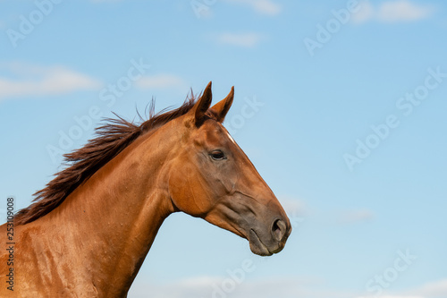 Pferd  Equus 