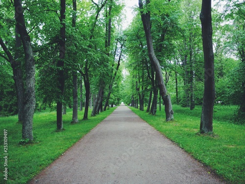 The way forward in the park