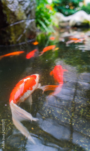 Coy Fish in a pond