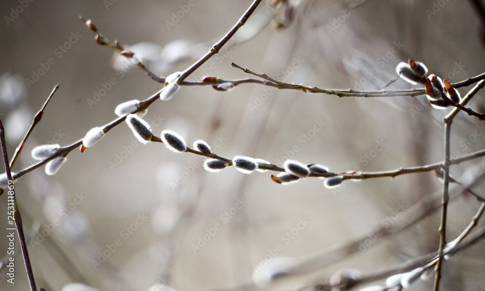 willow buds on the twig, spring theme