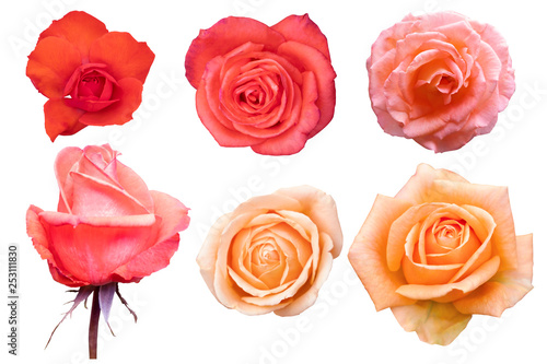 Blurred for Background.Orange rose isolated on the white background. Photo with clipping path.