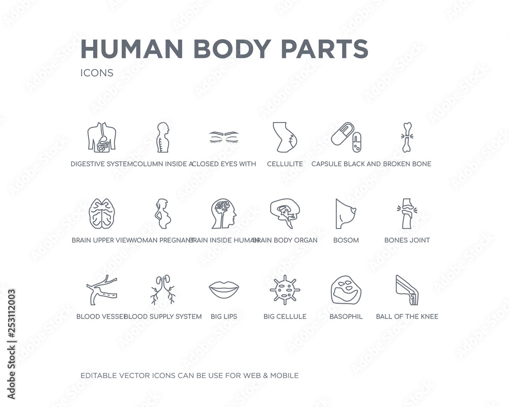 simple set of human body parts vector line icons. contains such icons as ball of the knee, basophil, big cellule, big lips, blood supply system, blood vessel, bones joint, bosom, brain body organ simple set of human body parts vector line icons. contains such icons as ball of the knee, basophil, big cellule, big lips, blood supply system, blood vessel, bones joint, bosom, brain body organ