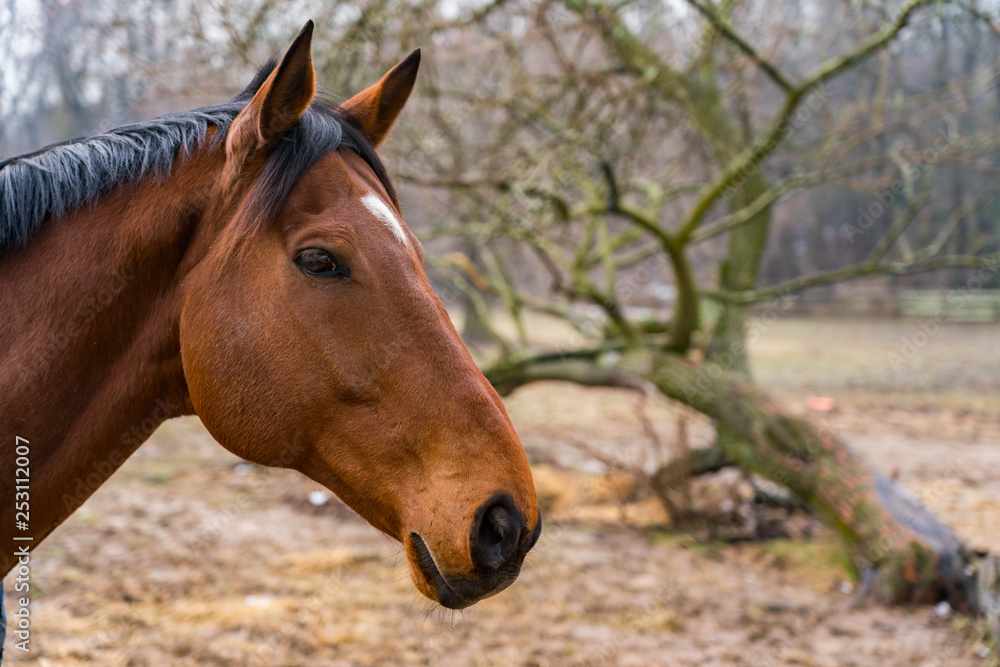 Fototapeta premium Horse on a farm