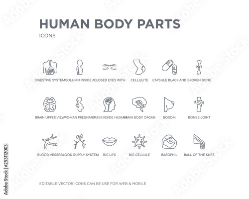 simple set of human body parts vector line icons. contains such icons as ball of the knee, basophil, big cellule, big lips, blood supply system, blood vessel, bones joint, bosom, brain body organ
