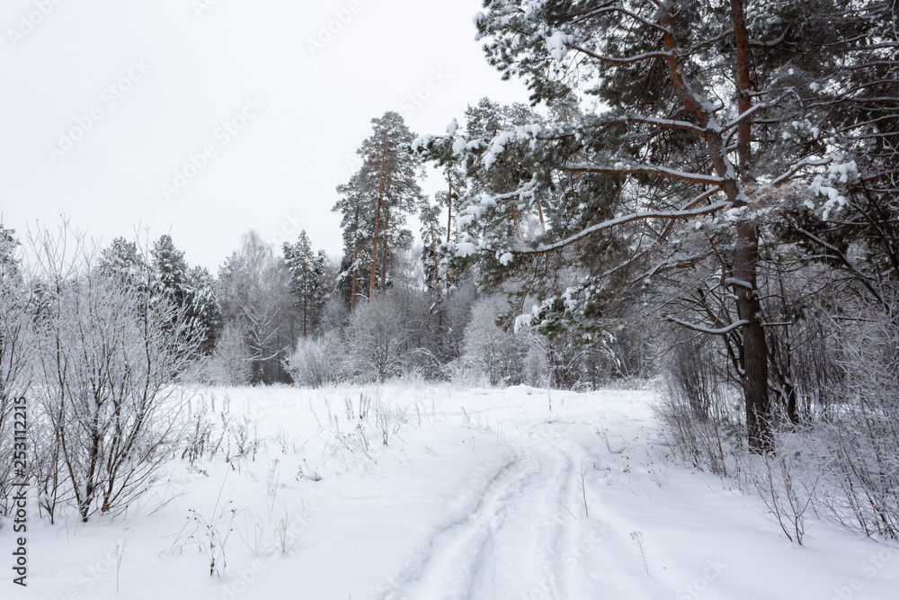 Winter landscape, trees under the snow, Russia Winter landscape, trees under the snow, Russia