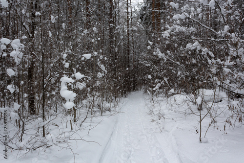 Winter landscape, trees under the snow, Russia © Conny Crane