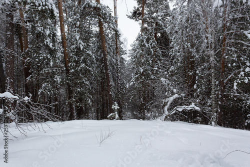 Winter landscape, trees under the snow, Russia