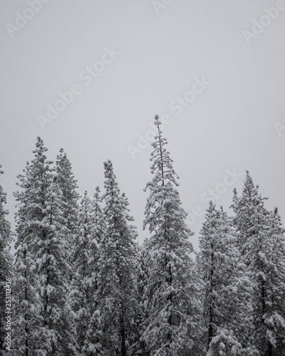 Snow Covered Trees with Gray Sky - portrait