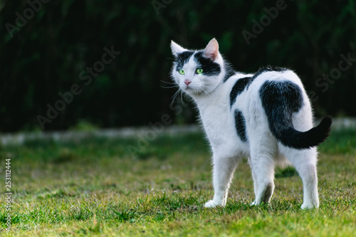 cat on grass