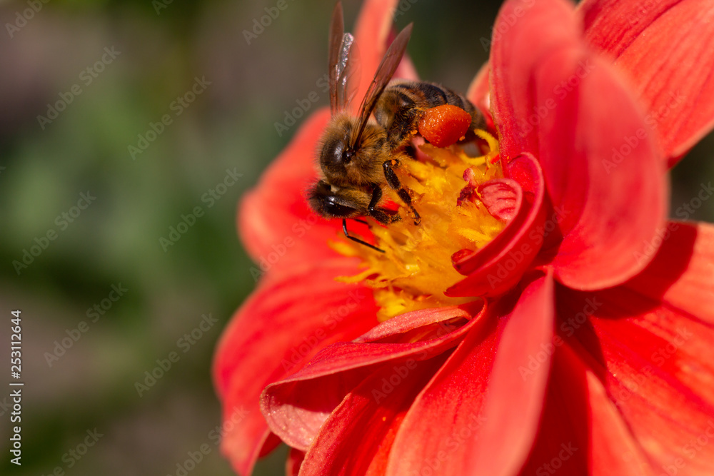 Bee on dahlia flower Bee on dahlia flower