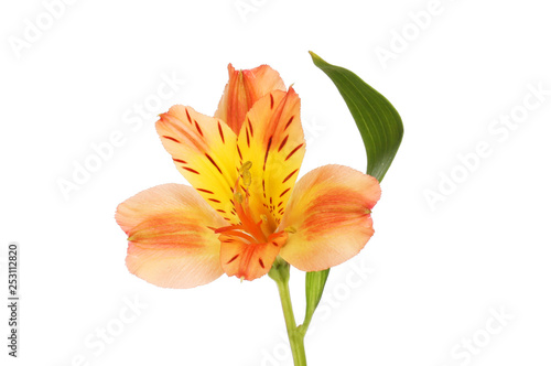 Single alstroemeria flower