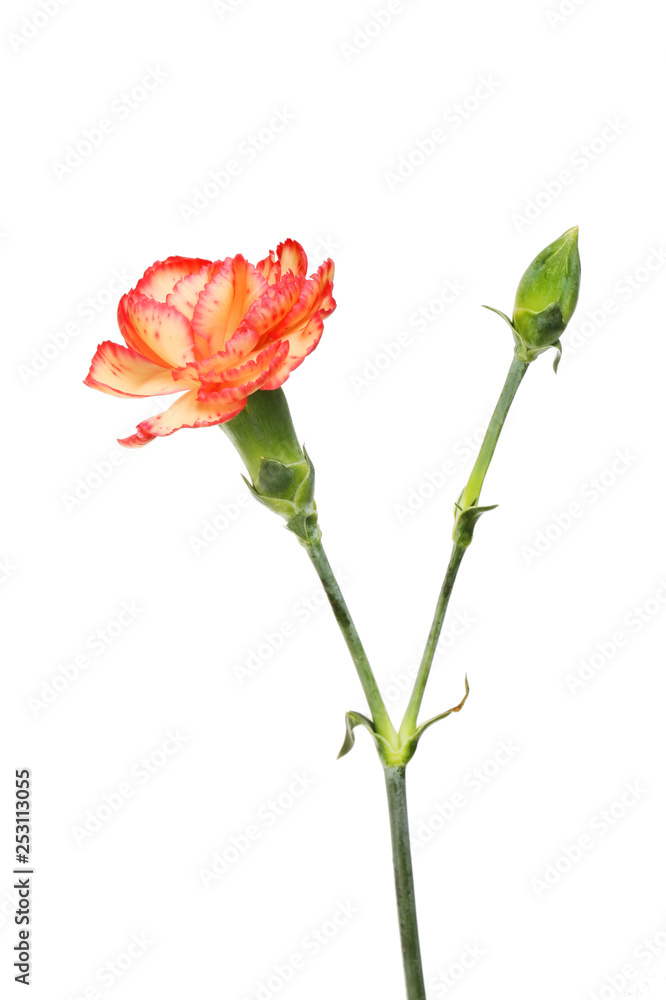 Spray carnation flower and bud Photos | Adobe Stock
