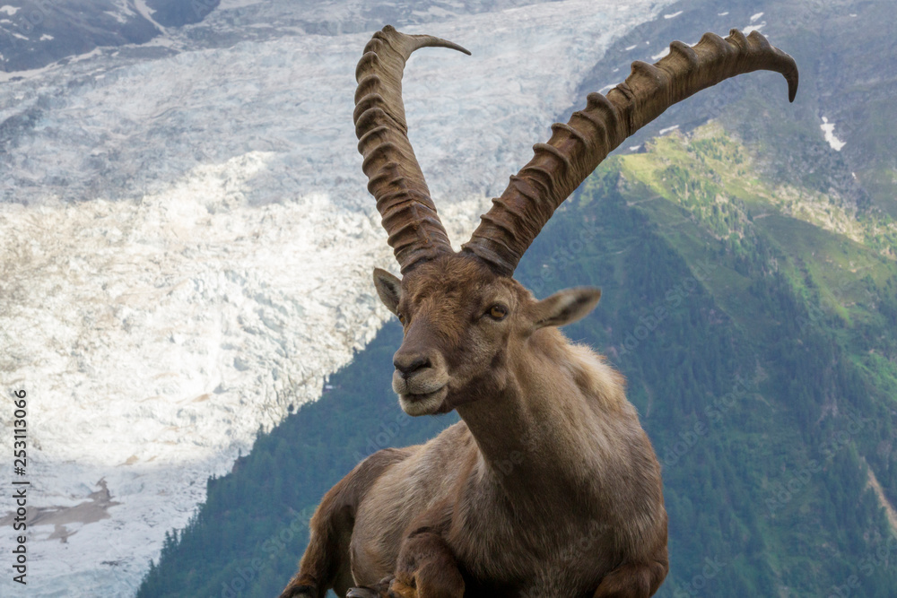 Portrait of an alpine ibex (capra ibex).