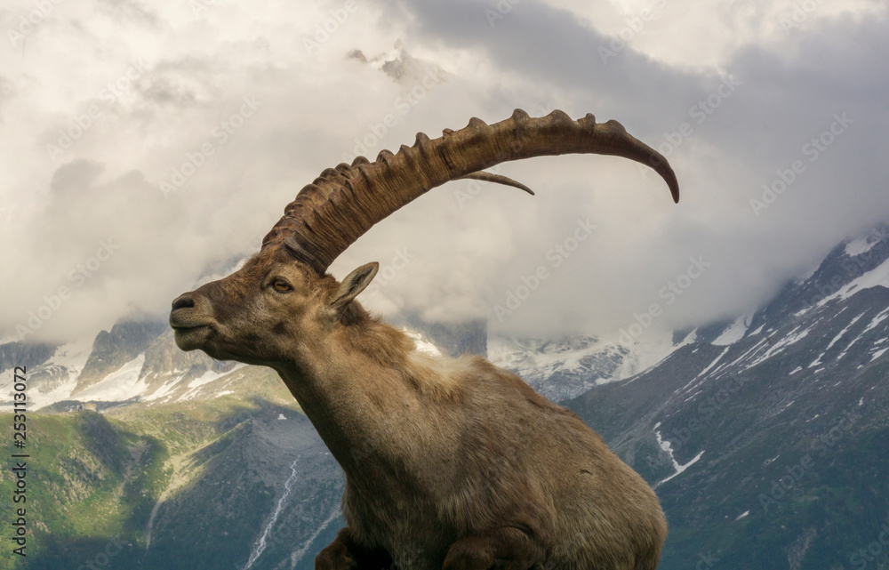 Portrait of an alpine ibex (capra ibex). Portrait of an alpine ibex (capra ibex).