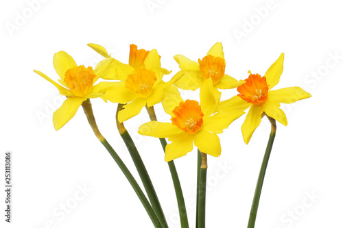 Group of daffodil flowers