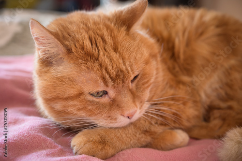 Fototapeta Naklejka Na Ścianę i Meble -  Adorable red cat. Selective focus.