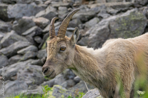 Portrait of an alpine ibex  capra ibex .