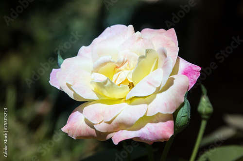 Fototapeta Naklejka Na Ścianę i Meble -  Yellow  rose flower