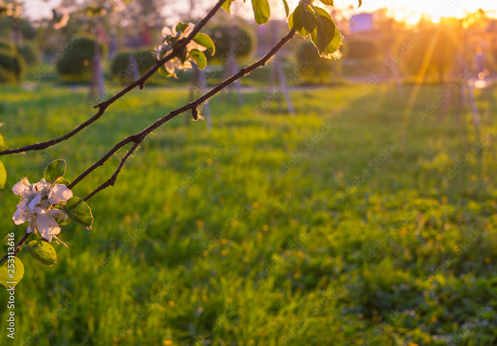 green glade at sunset framed by rose flowers of an apple tree green glade at sunset framed by rose flowers of an apple tree