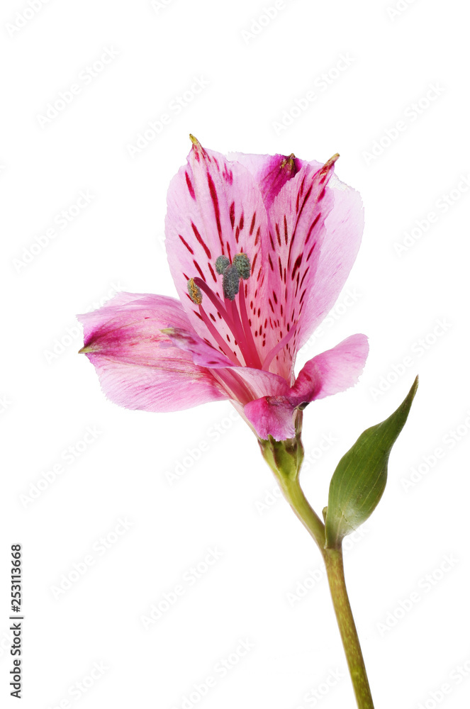 Purple alstroemeria flower