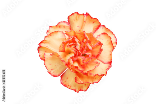 Peach coloured carnation