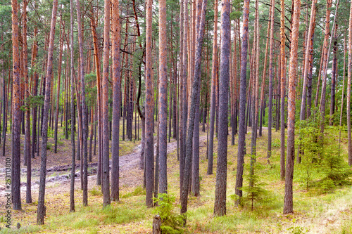 Summer sunny day in the pine forest