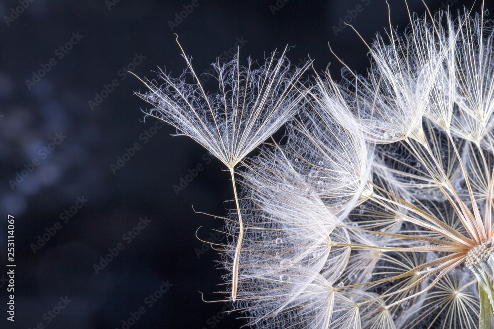 Fototapeta premium macro photo of dandelion seeds with water drops