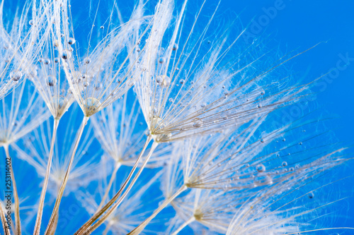 Fototapeta Naklejka Na Ścianę i Meble -   macro photo of dandelion seeds with water drops