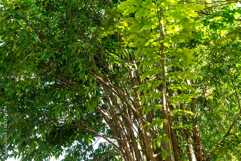 Fototapeta premium Background of nature