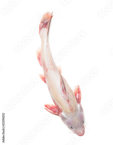 Long-snout catfish isolated on white background.