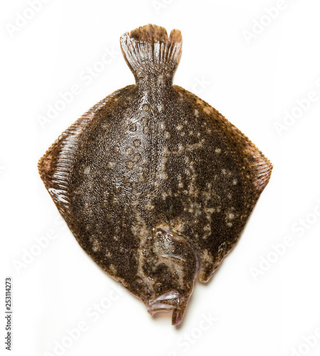 Εκτύπωση καμβά turbot fish isolated on white background