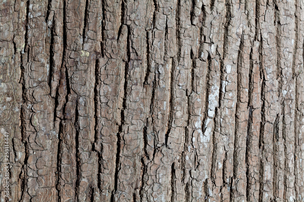 Embossed texture of the bark of tree Embossed texture of the bark of tree