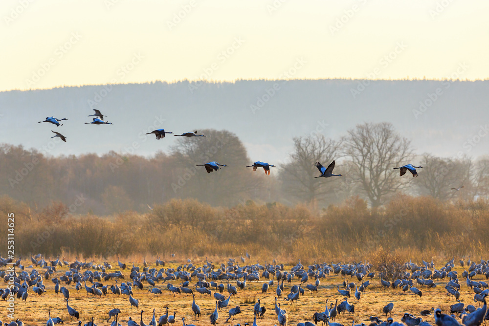 Cranes flying in spring landscape