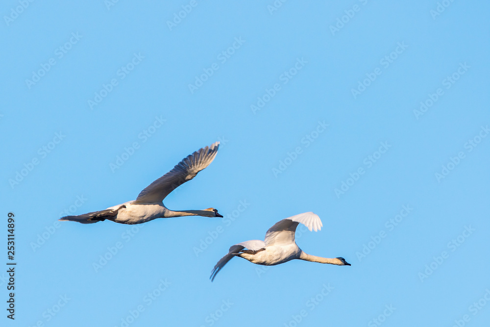 Fototapeta premium Pair of Mute Swans flying