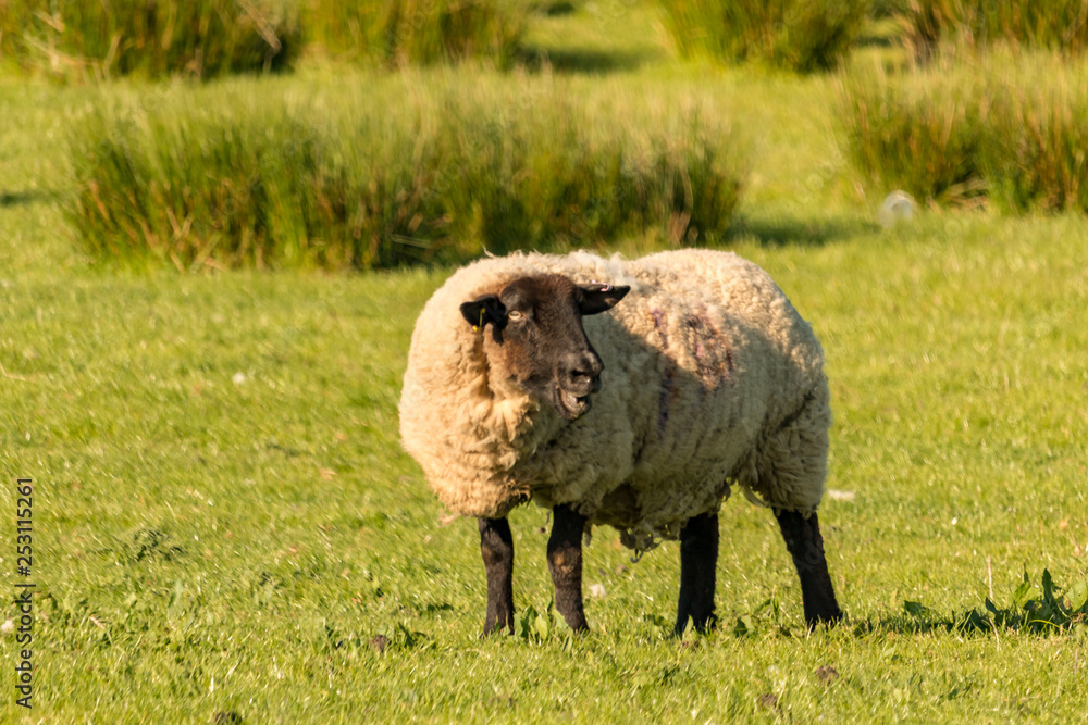 Obraz premium mouton à tête noire 