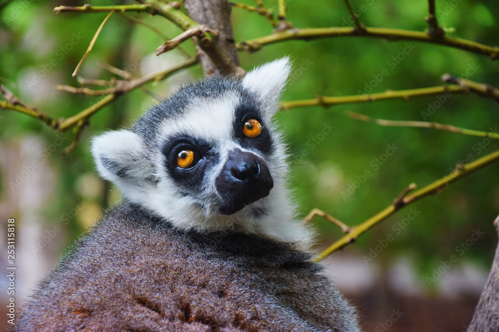 Obraz premium Portrait of a ring tailed Lemur from Madagascar, in the Biopark of Valencia (Spain). 
