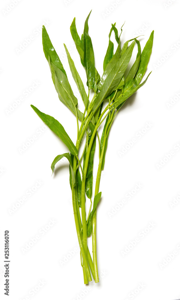 fresh water spinach isolated on white background fresh water spinach isolated on white background