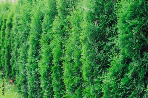 Background of green thuja branches, natural green texture. © combo1982