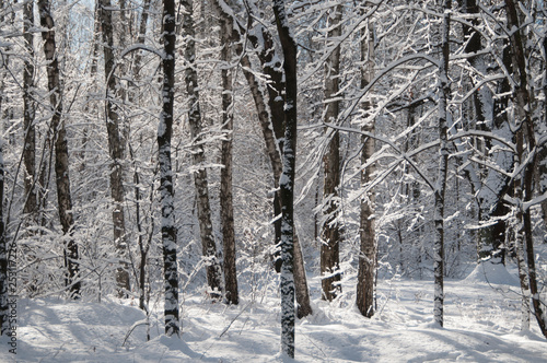 Winter landscape with a park © Alexander Kurlovich