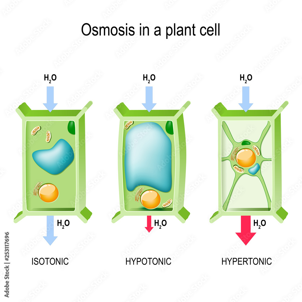 Osmosis in a plant cell. Stock Vector Adobe Stock