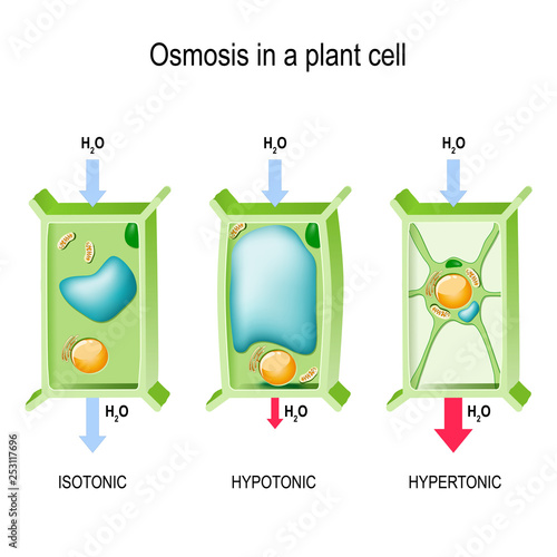 Osmosis in a plant cell.