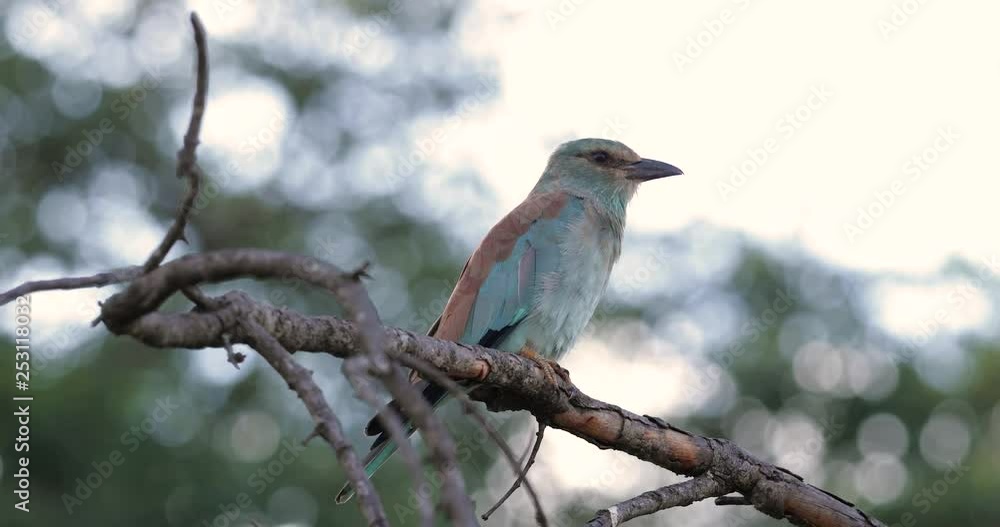 bird bird