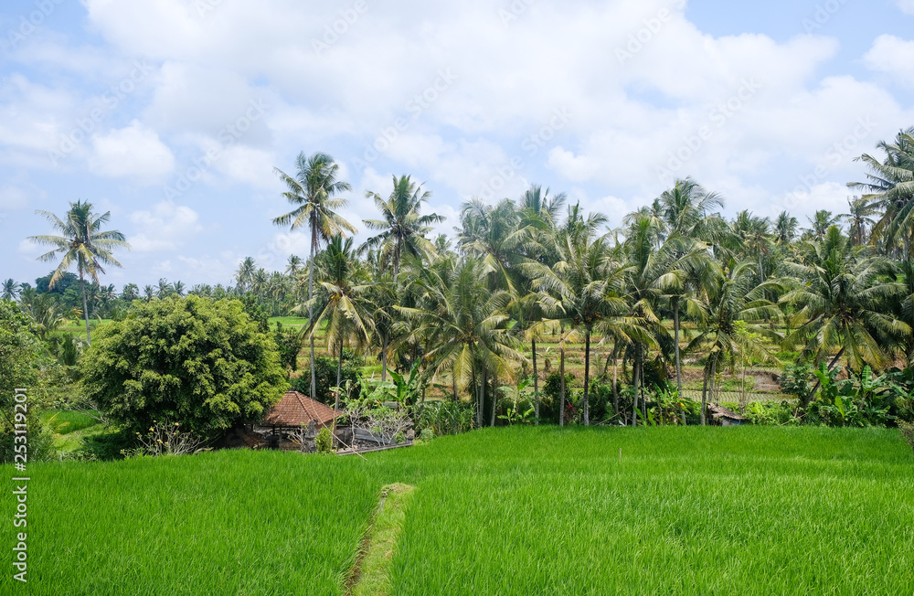 Fototapeta premium Rice fields in Bali, Indonesia