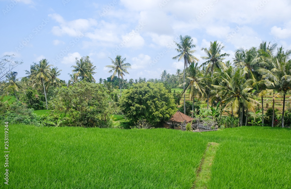 Rice fields in Bali, Indonesia Rice fields in Bali, Indonesia