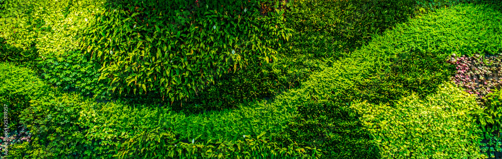 Panorama of decorative green wall plants and leaves, providing oxygen in office Panorama of decorative green wall plants and leaves, providing oxygen in office