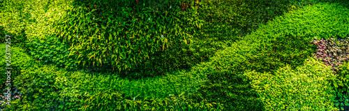 Panorama of decorative green wall plants and leaves, providing oxygen in office