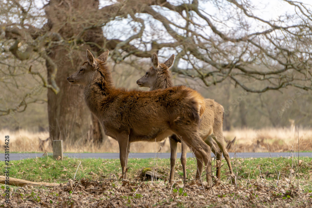 deer in the forest deer in the forest