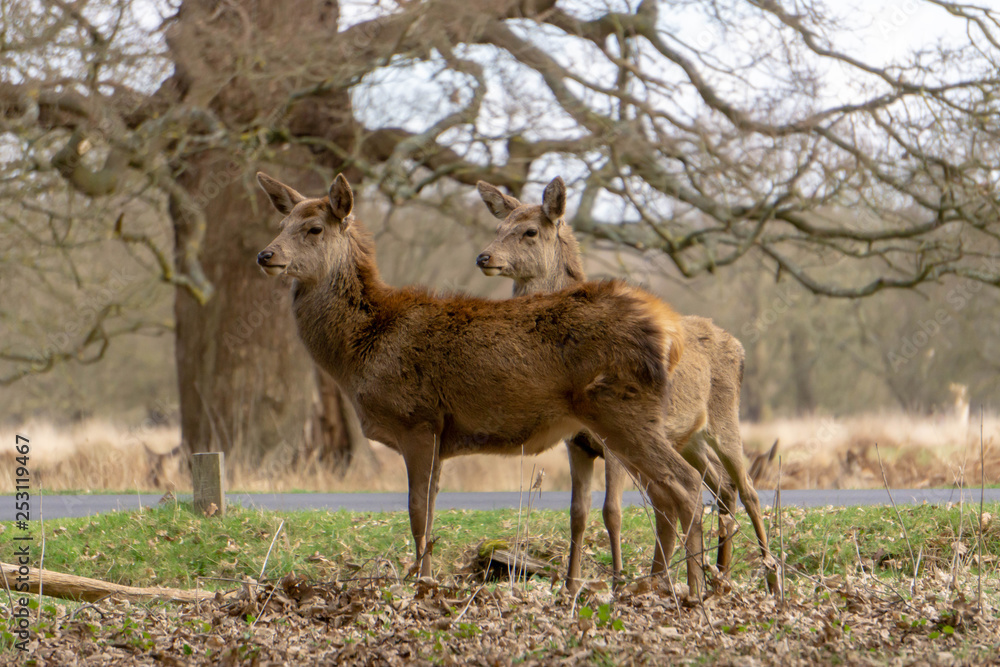 fallow deer in the forest fallow deer in the forest